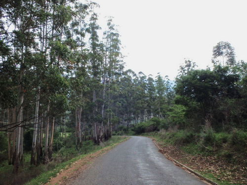 A brief forest ride.